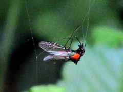 Tipula holoserica
