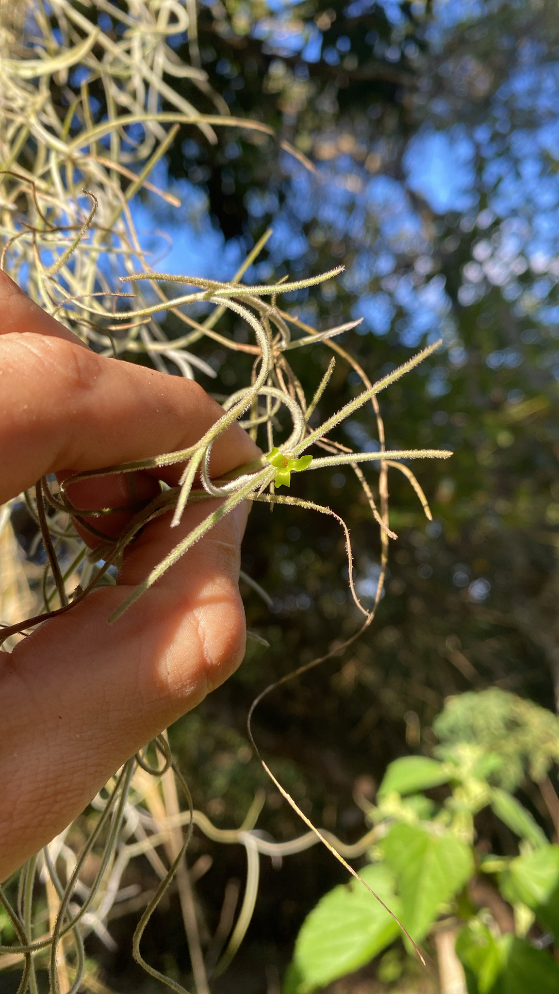 Tillandsia usneoides