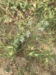 Euphorbia leucophylla