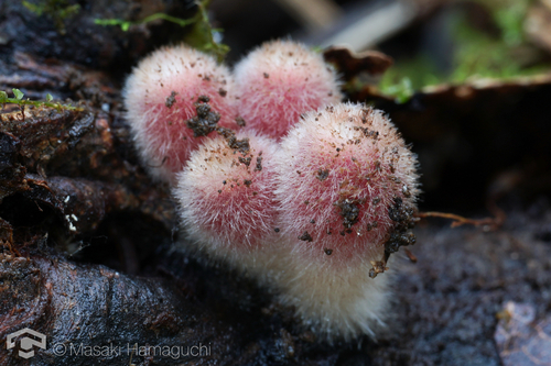 Microstoma macrosporum