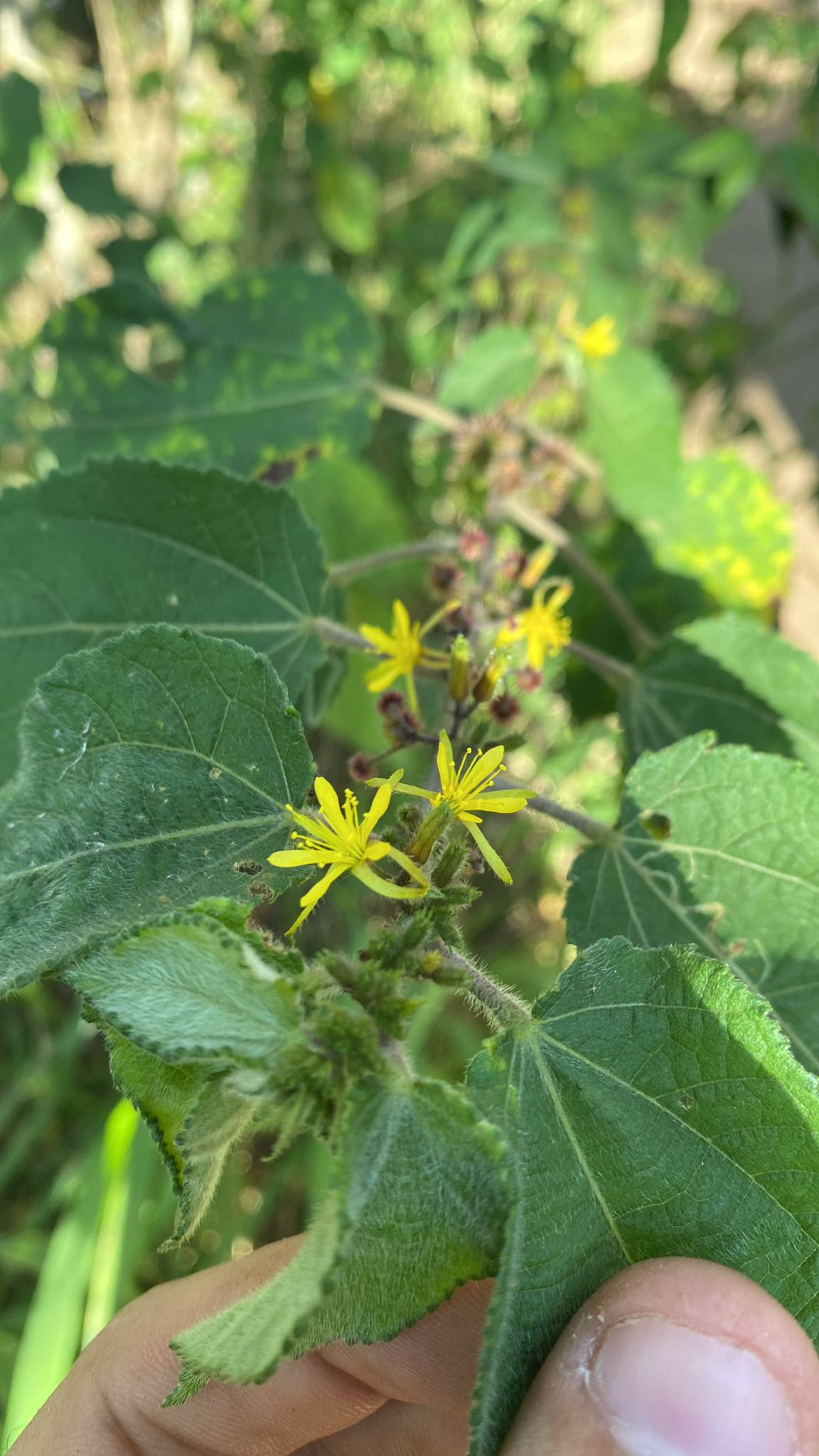 Triumfetta semitriloba