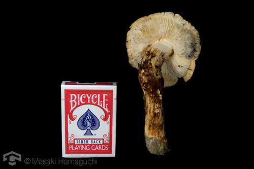 Tricholoma matsutake
