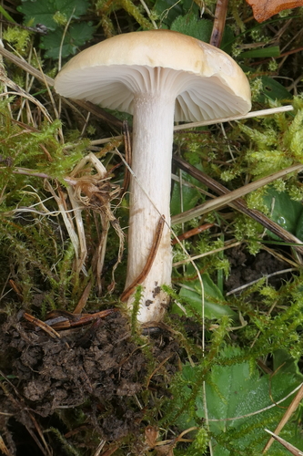 Hygrophorus discoideus, 2025-11-01