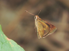Synapte pecta