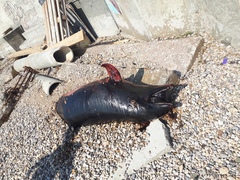 Tursiops truncatus ponticus