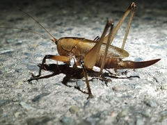 Hexacentrus fuscipes