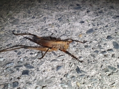 Hexacentrus fuscipes