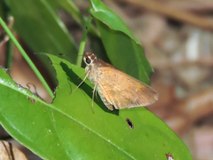 Synapte pecta