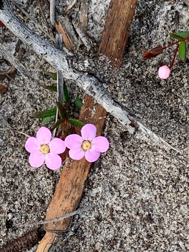 Cranberry Rinzia (Rinzia schollerifolia)