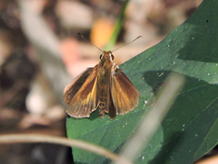 Synapte pecta