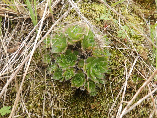 Aeonium simsii