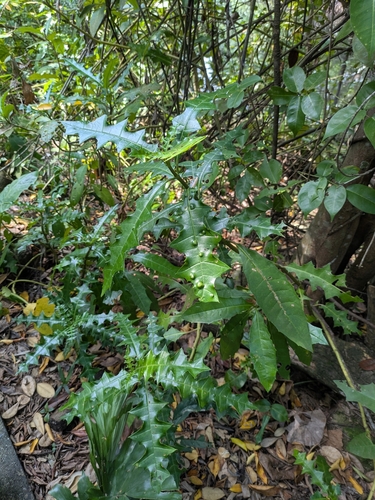 Acanthus ebracteatus, photograph 6