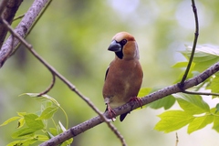 Coccothraustes coccothraustes