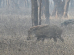 Sus scrofa cristatus