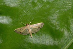 Herpetogramma cynaralis