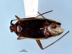 Adelphocoris rapidus