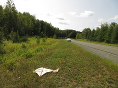 Adelphocoris rapidus