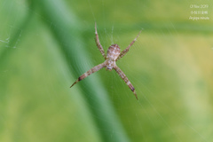 Argiope minuta
