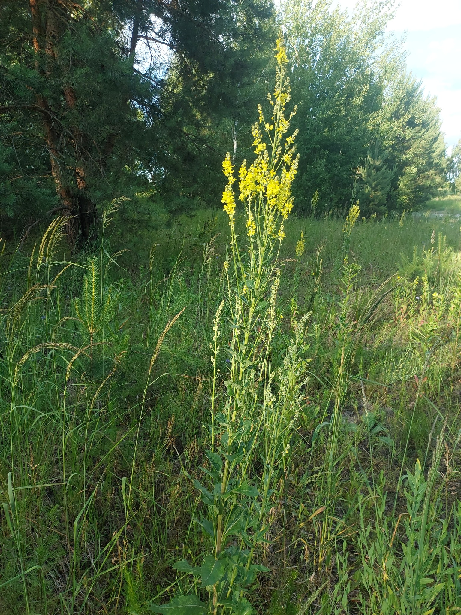 Moth mullein