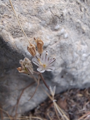 Fall Rhodian Garlic (Allium archeotrichon)