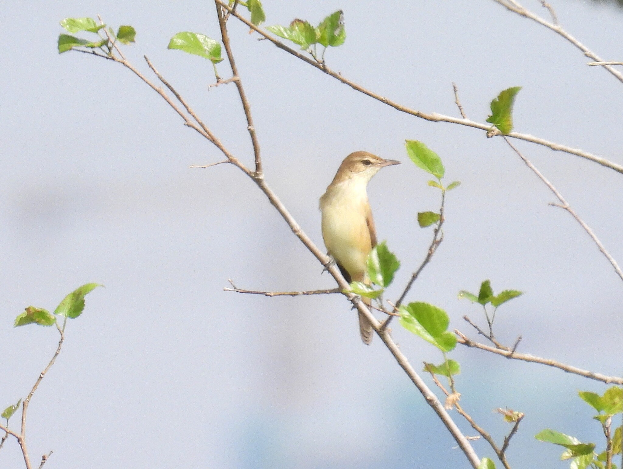 Acrocephalus orientalis (Temminck & Schlegel, 1847)