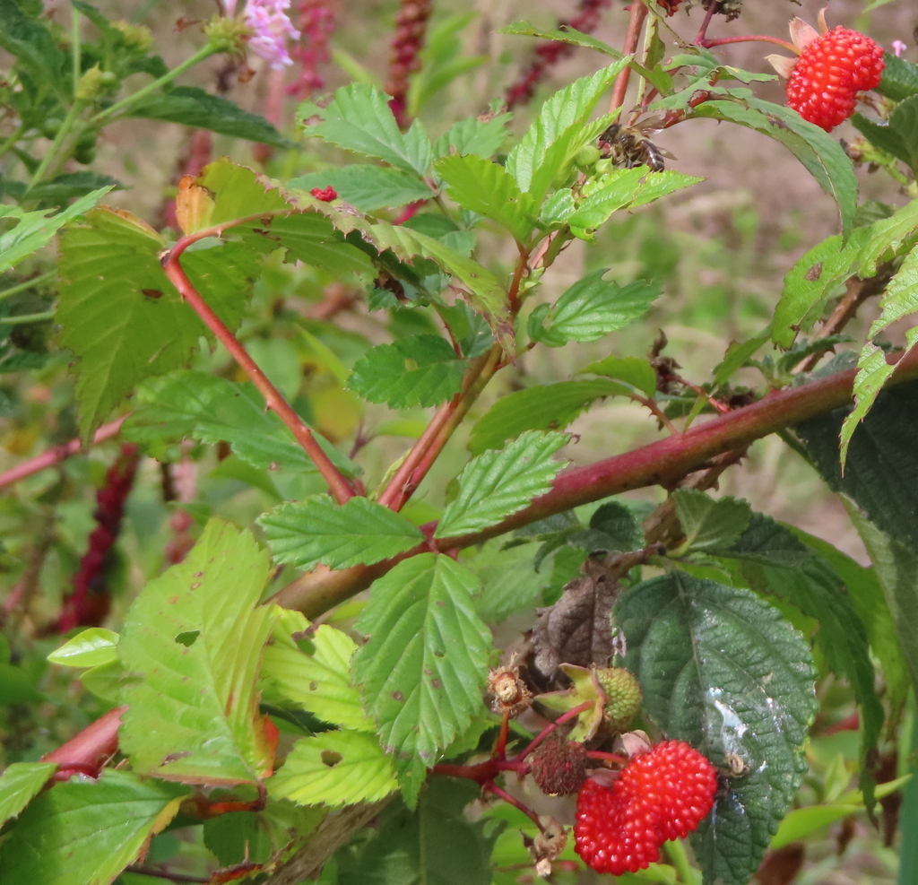 Atherton Raspberry from Cilaos 97413, Réunion on October 30, 2025 at 03 ...