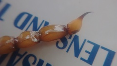 Timogenes dorbignyi