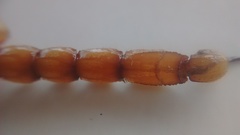 Timogenes dorbignyi