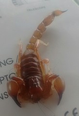 Timogenes dorbignyi