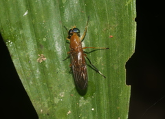 Ptecticus testaceus