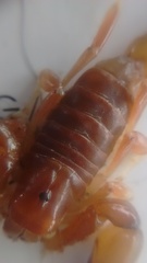 Timogenes dorbignyi