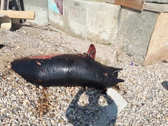 Tursiops truncatus ponticus