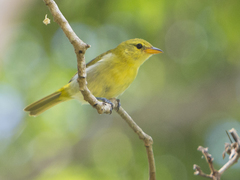 Guira Tanager photo 2
