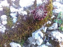 Villadia aristata
