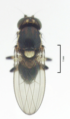 Stomosis