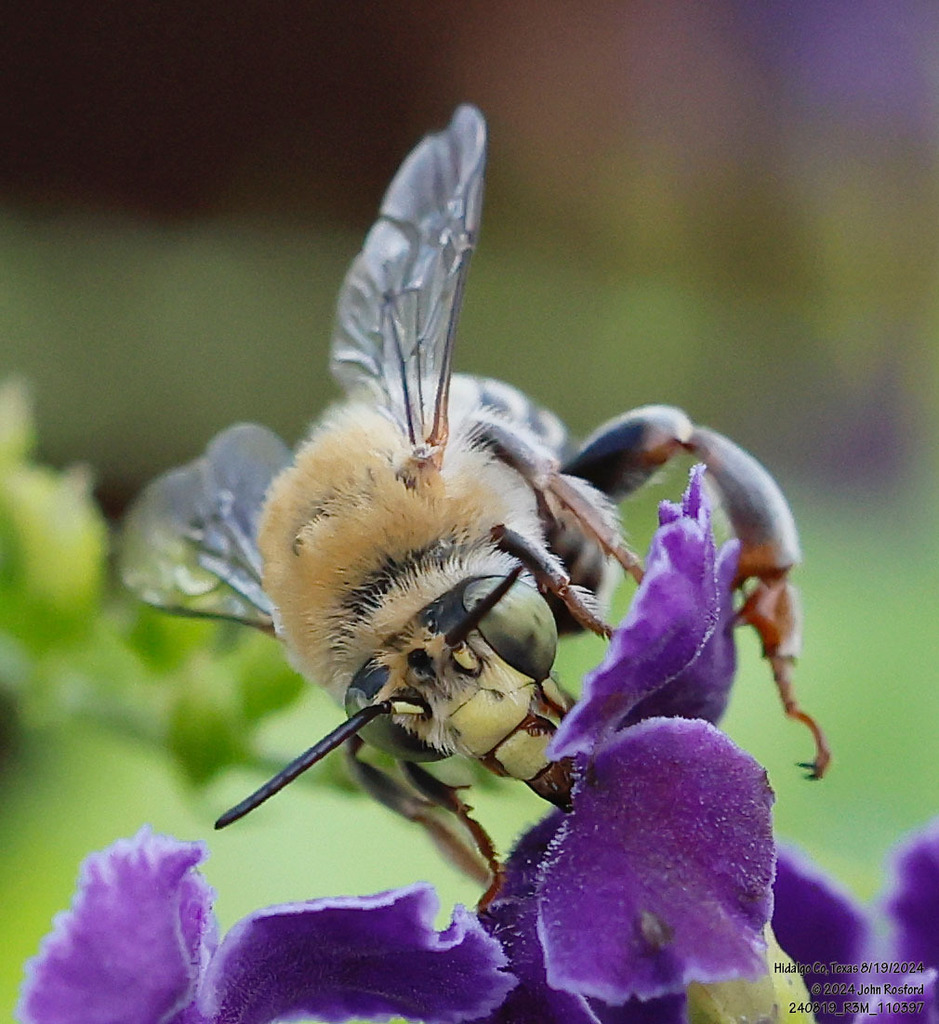 California Anthophora