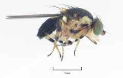 Stomosis