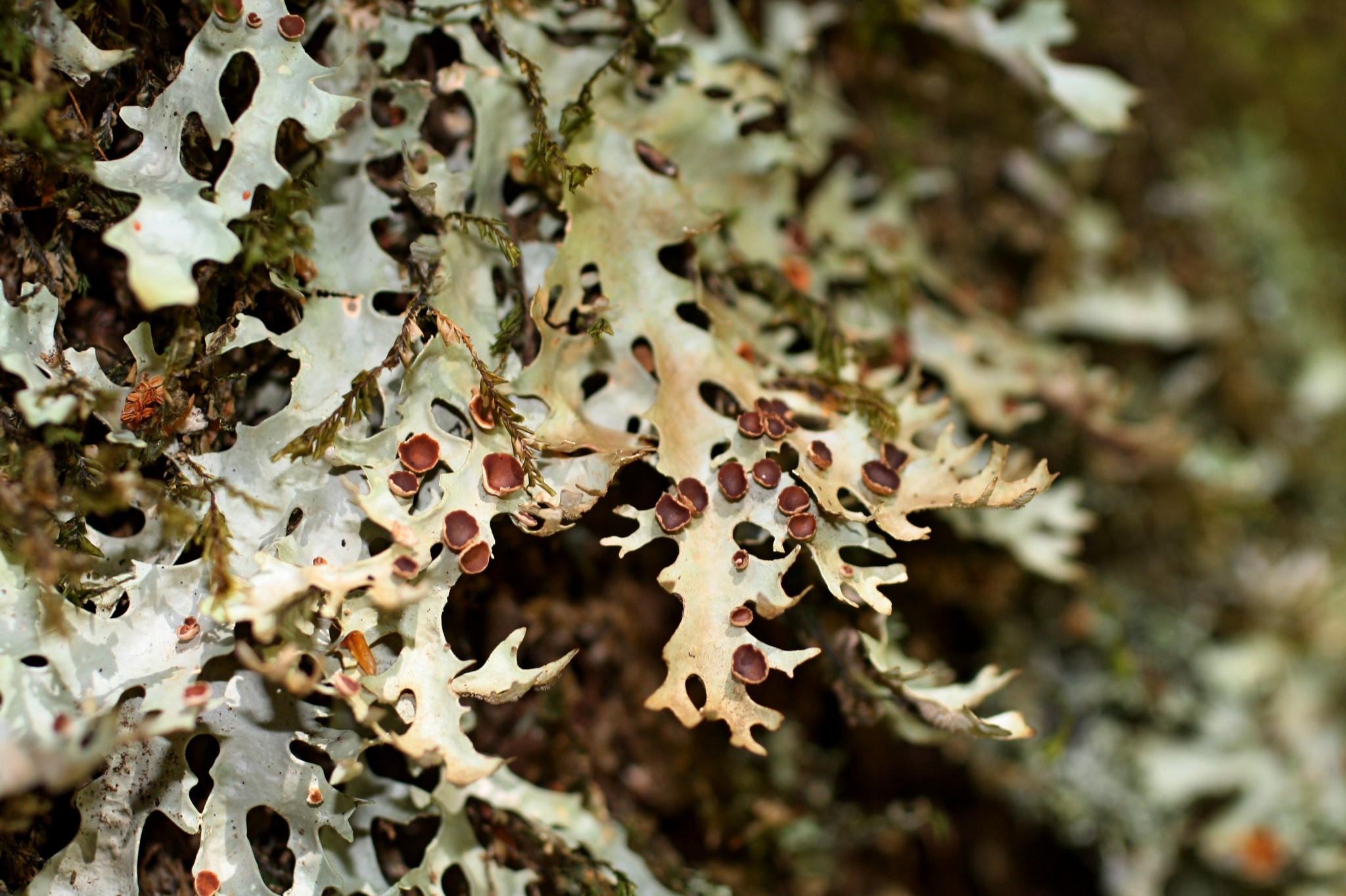 Pseudocyphellaria homoeophylla image