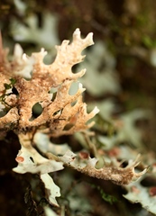 Pseudocyphellaria homoeophylla