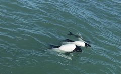 Cephalorhynchus commersonii