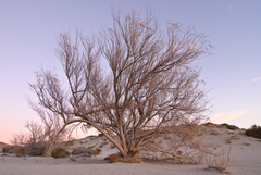 Chilopsis linearis arcuata