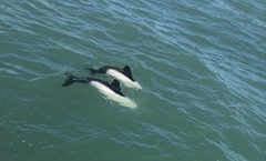 Cephalorhynchus commersonii
