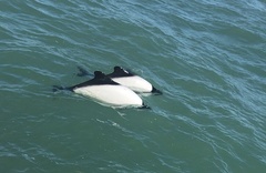 Cephalorhynchus commersonii