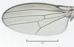 Stomosis