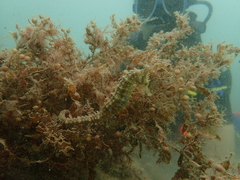 Hippocampus subelongatus