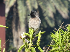 Pycnonotus cafer bengalensis