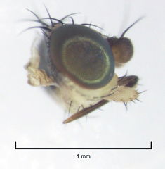 Stomosis