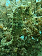 Hippocampus subelongatus
