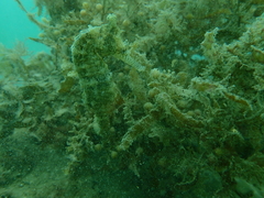 Hippocampus subelongatus