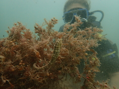 Hippocampus subelongatus